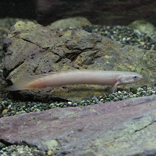 Amazon | (熱帯魚)ポリプテルスセネガルス（約6cm）（1匹）[生体